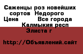 Саженцы роз новейших сортов. Недорого. › Цена ­ 350 - Все города  »    . Калмыкия респ.,Элиста г.